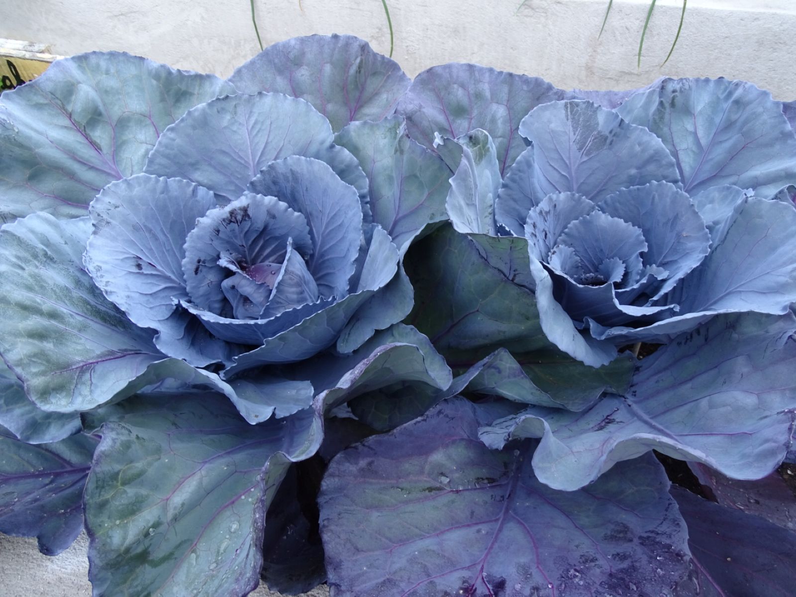 NATURALIZACIÓN DEL ENTORNO ESCOLAR