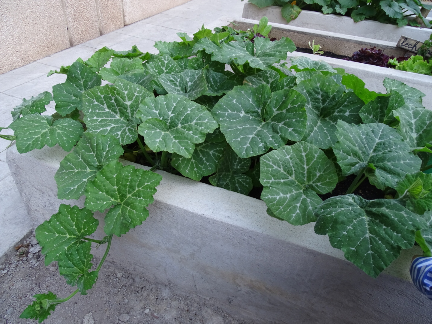 NATURALIZACIÓN DEL ENTORNO ESCOLAR