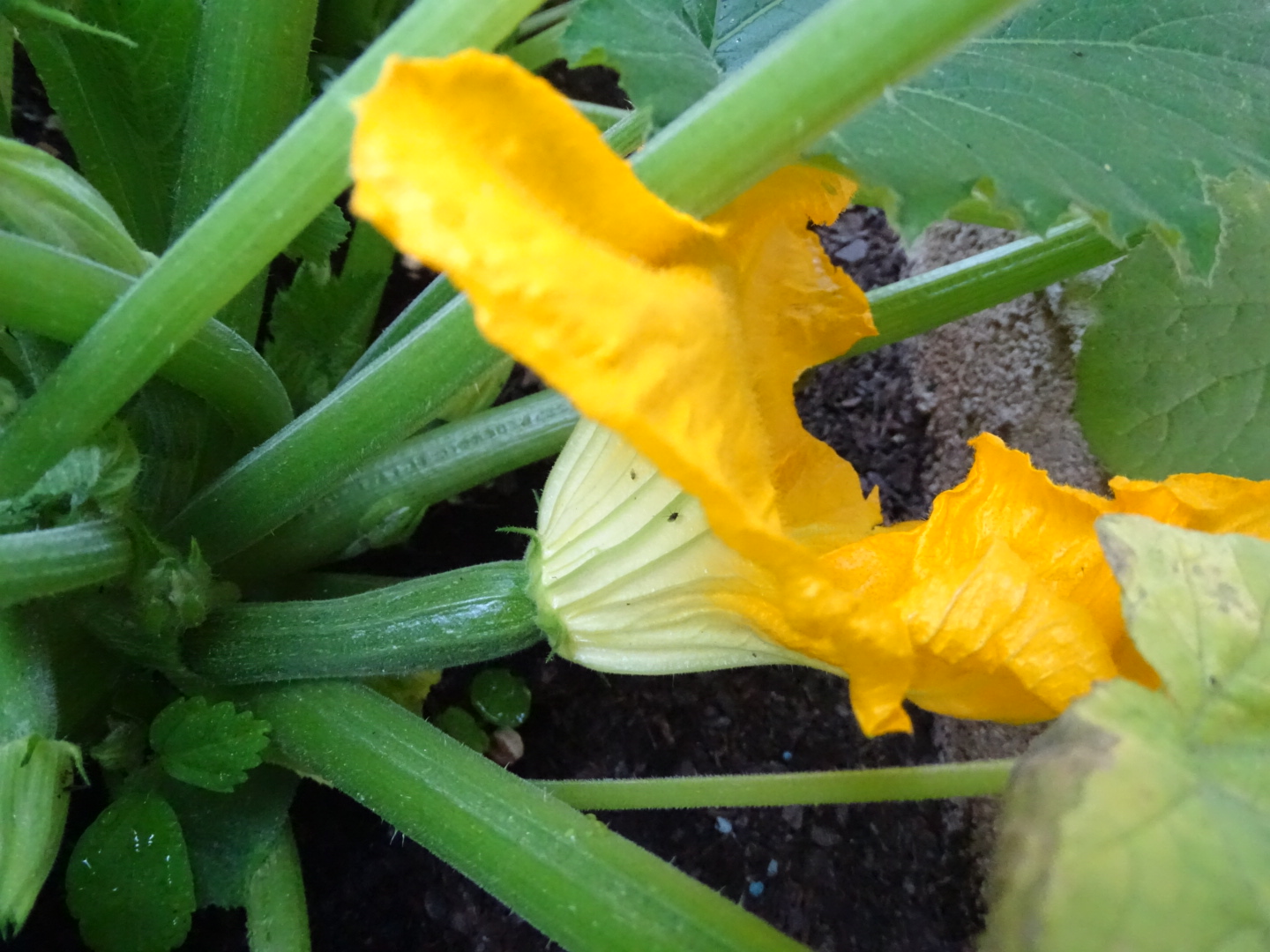 NATURALIZACIÓN DEL ENTORNO ESCOLAR